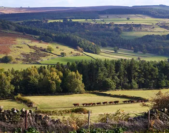 Peak district valley fields woods (1).jpg